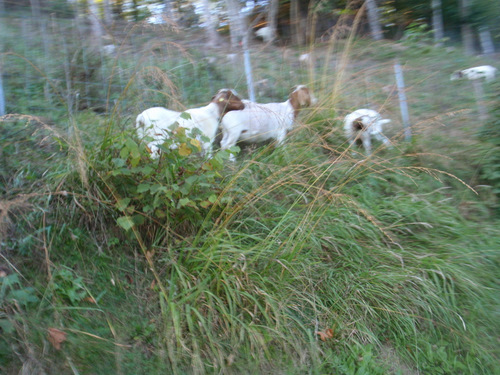 Goats on the Trail.